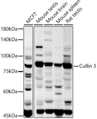 Western Blot: Cullin 3 Antibody [NBP2-92848] - Western blot analysis of extracts of various cell lines, using Cullin 3 antibody (NBP2-92848) at 1:1000 dilution. Secondary antibody: HRP Goat Anti-Rabbit IgG (H+L) at 1:10000 dilution. Lysates/proteins: 25ug per lane. Blocking buffer: 3% nonfat dry milk in TBST. Detection: ECL Basic Kit. Exposure time: 60s.